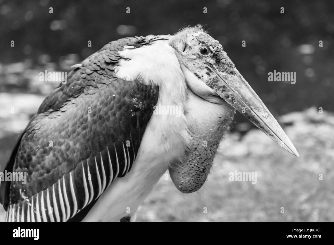 Vulture bird brutto pelle in appoggio sul terreno in bianco e nero Foto Stock