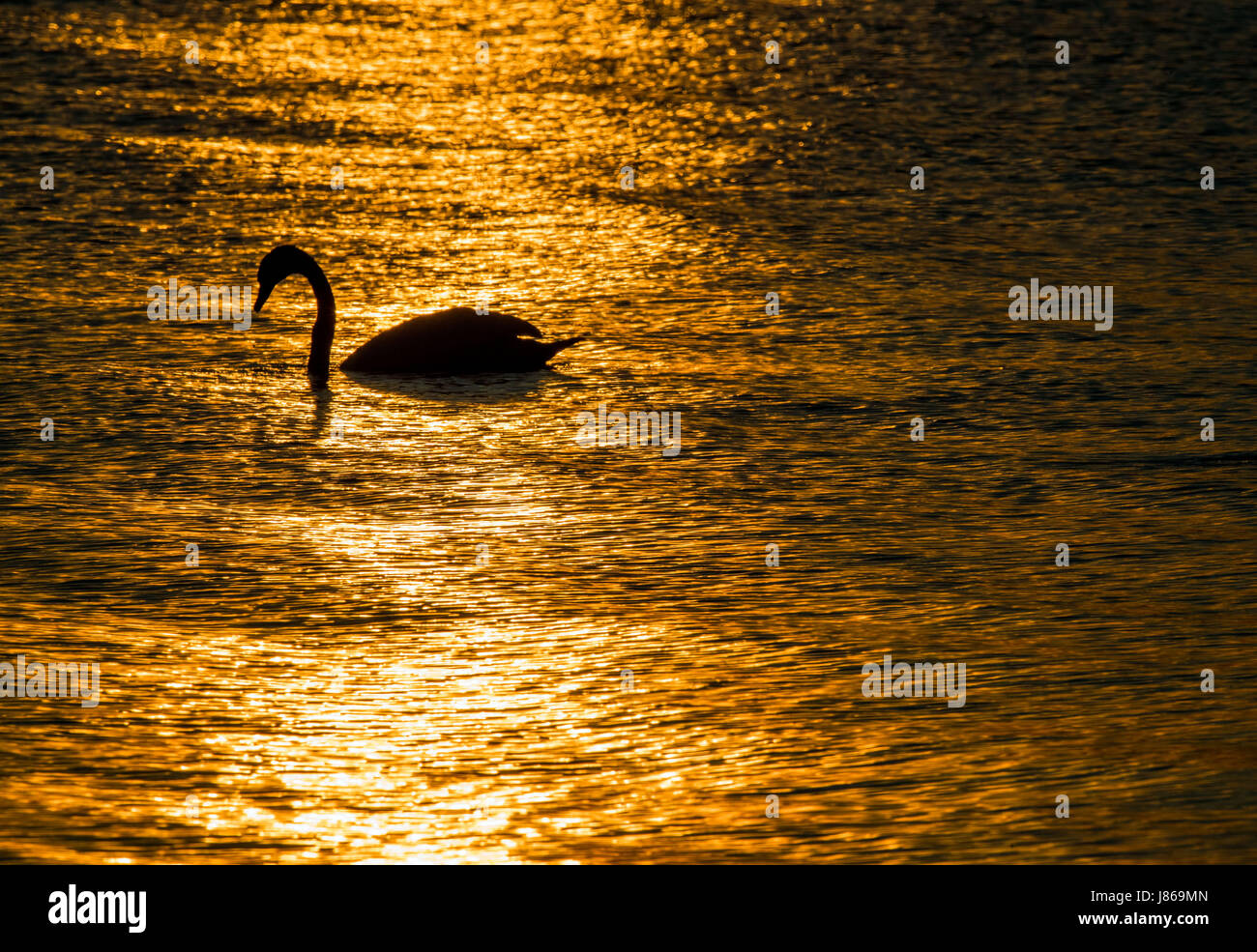 Un cigno nuota sul mare durante il tramonto vicino a Neu Reddevitz sull'isola baltica Ruegen, Germania, 18 maggio 2017. Ruegen è la più grande e la più popolata isola tedesca con 77.000 abitanti. Foto: Jens Büttner/dpa-Zentralbild/ZB Foto Stock