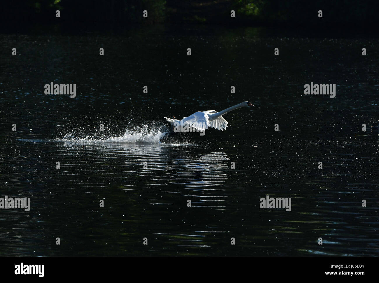 Berlino, Germania. 27 Maggio, 2017. Un cigno prende il largo in aria dalla superficie del fiume Sprea a Berlino, Germania, 27 maggio 2017. Foto: Paolo Zinken/dpa/Alamy Live News Foto Stock