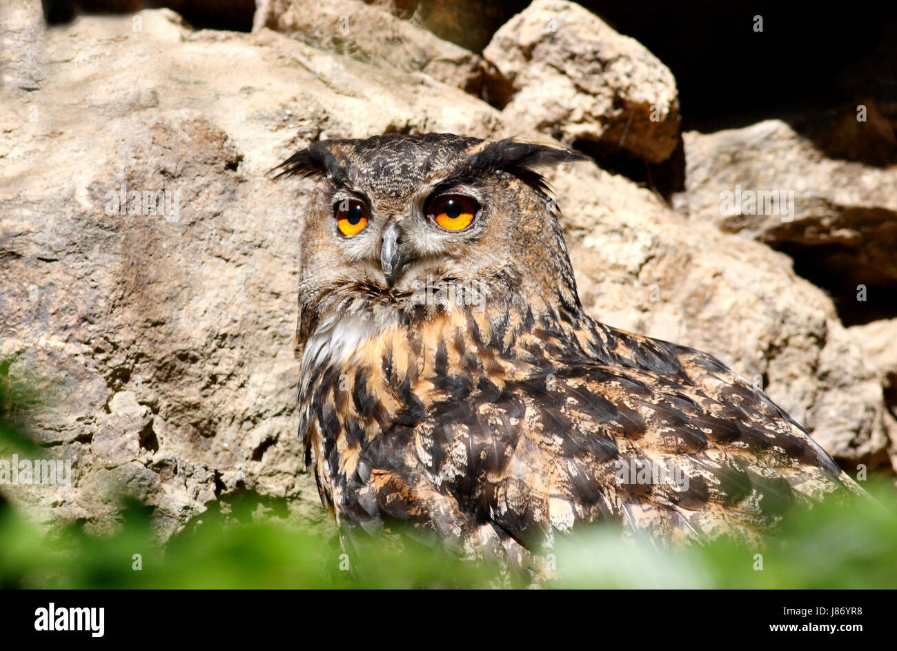 Nido, codger, cuscini, il gufo reale, nido, codger, Spawn, cuscini, il gufo reale, bubo Foto Stock