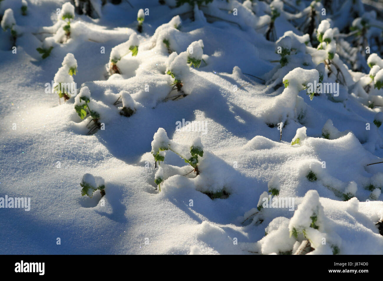 Parco, giardino, inverno nevoso, giardini, neve, macro close-up, macro di ammissione, Foto Stock