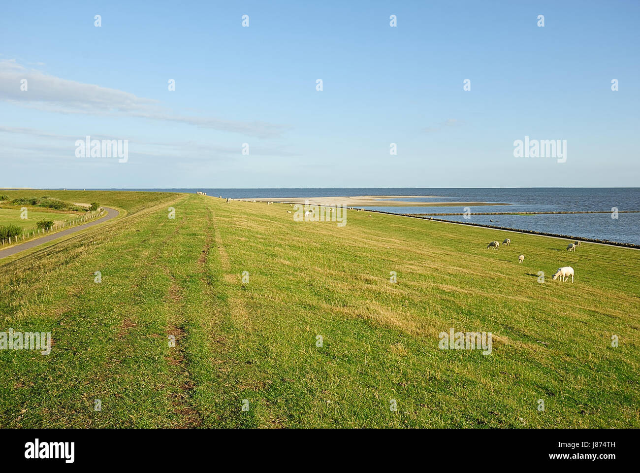 Pecore pecore (pl), la spiaggia, il mare e la spiaggia, il mare, l
