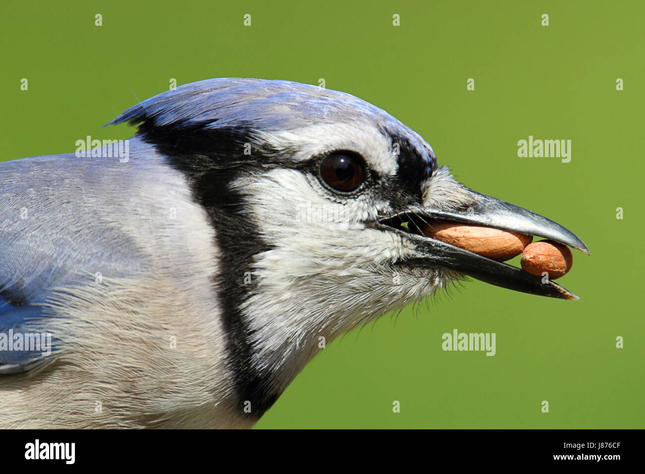 Blue Bird wild arachidi jay mangiare mangiare mangia la natura animale fauna Uccelli uccelli selvatici Foto Stock