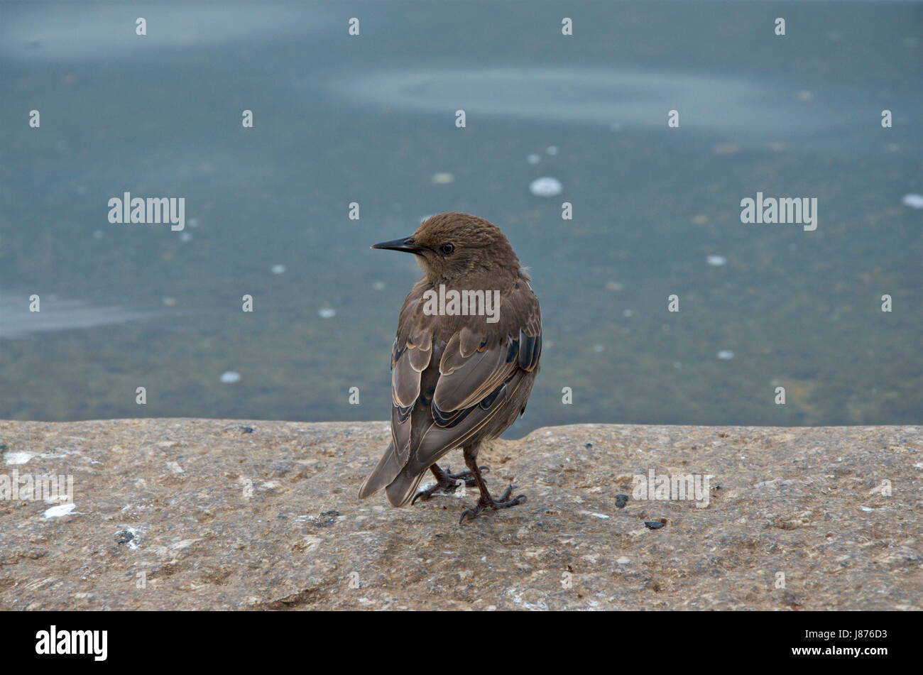 I capretti Starling a bordo delle acque Foto Stock