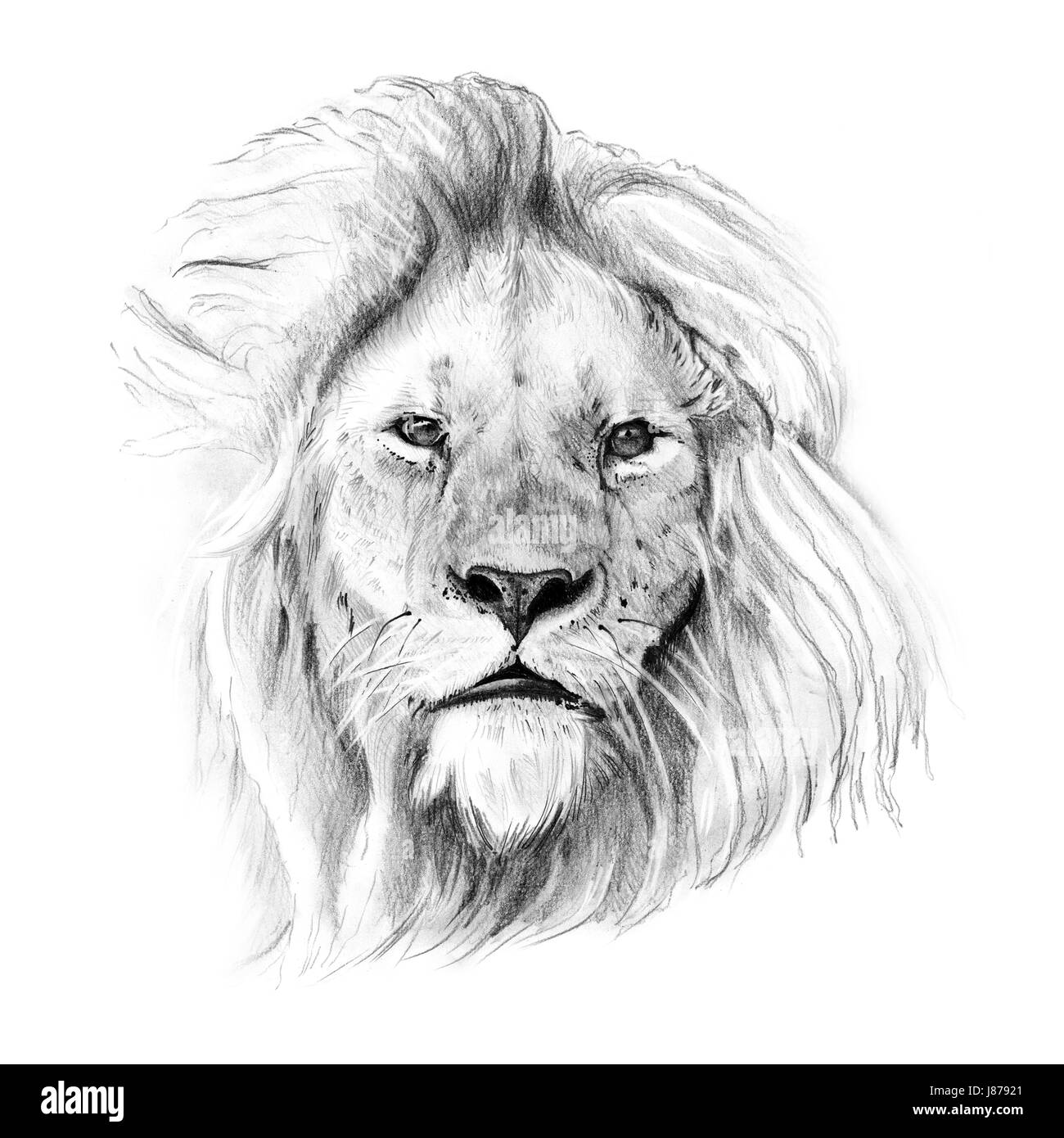 Lion disegnato immagini e fotografie stock ad alta risoluzione - Alamy