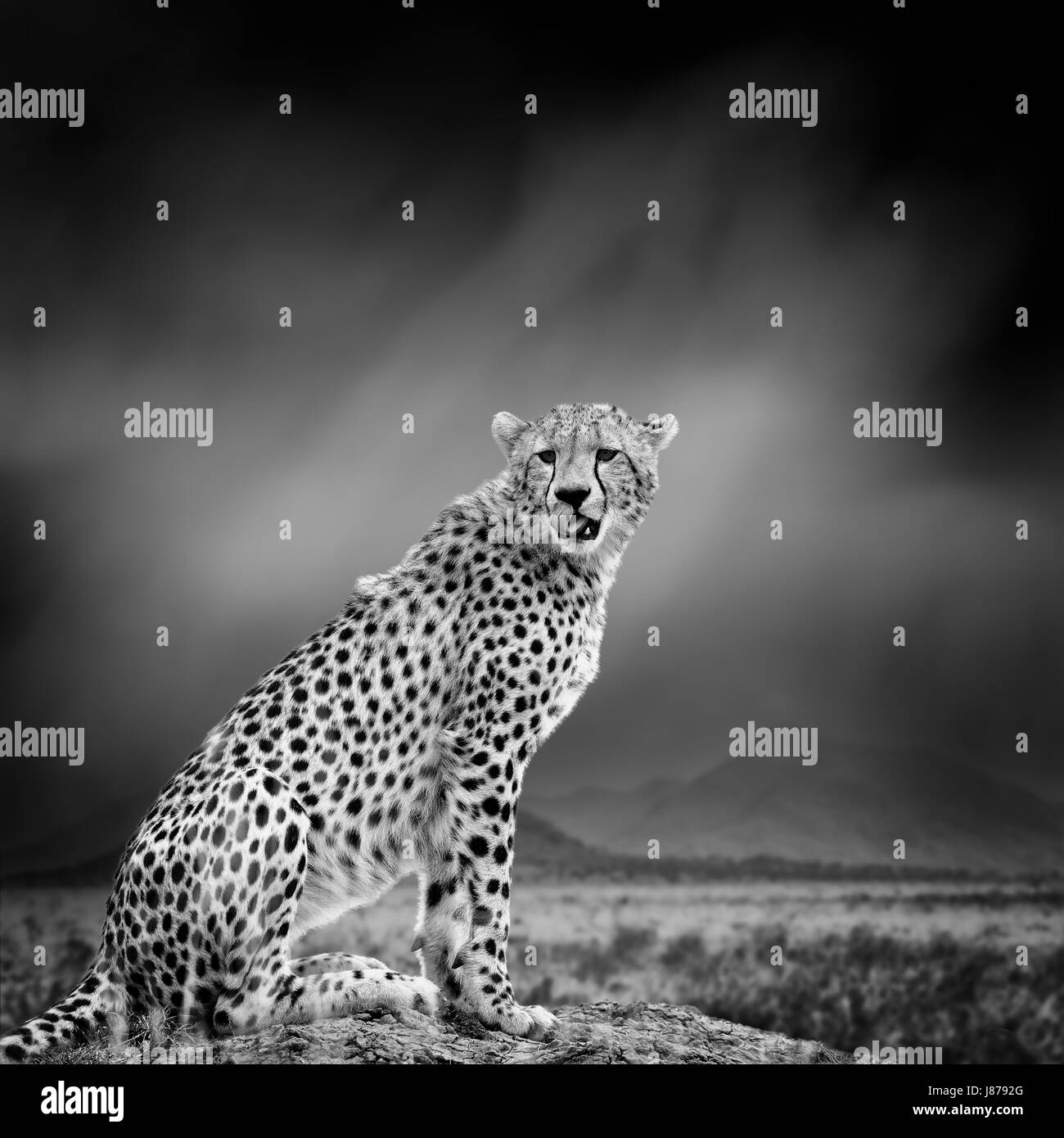 Ghepardo Bianco Immagini E Fotografie Stock Ad Alta Risoluzione Alamy ghepardo-bianco-immagini-e-fotografie-stock-ad-alta-risoluzione-alamy