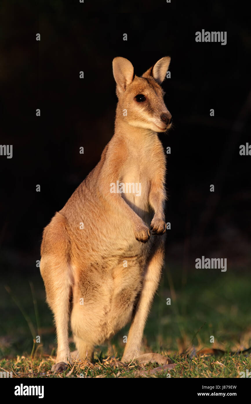 Animale, Australia, fauna selvatica, wallaby, agile, australiano, femmina, park, animale, Foto Stock