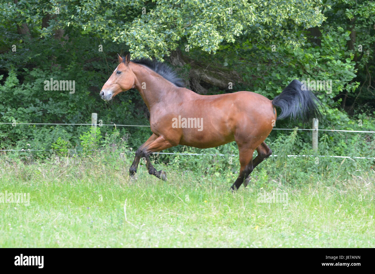 Cavallo, ritratto, galoppo, razza, sport, sport, correre, correre, corre, Brandeburgo, Foto Stock