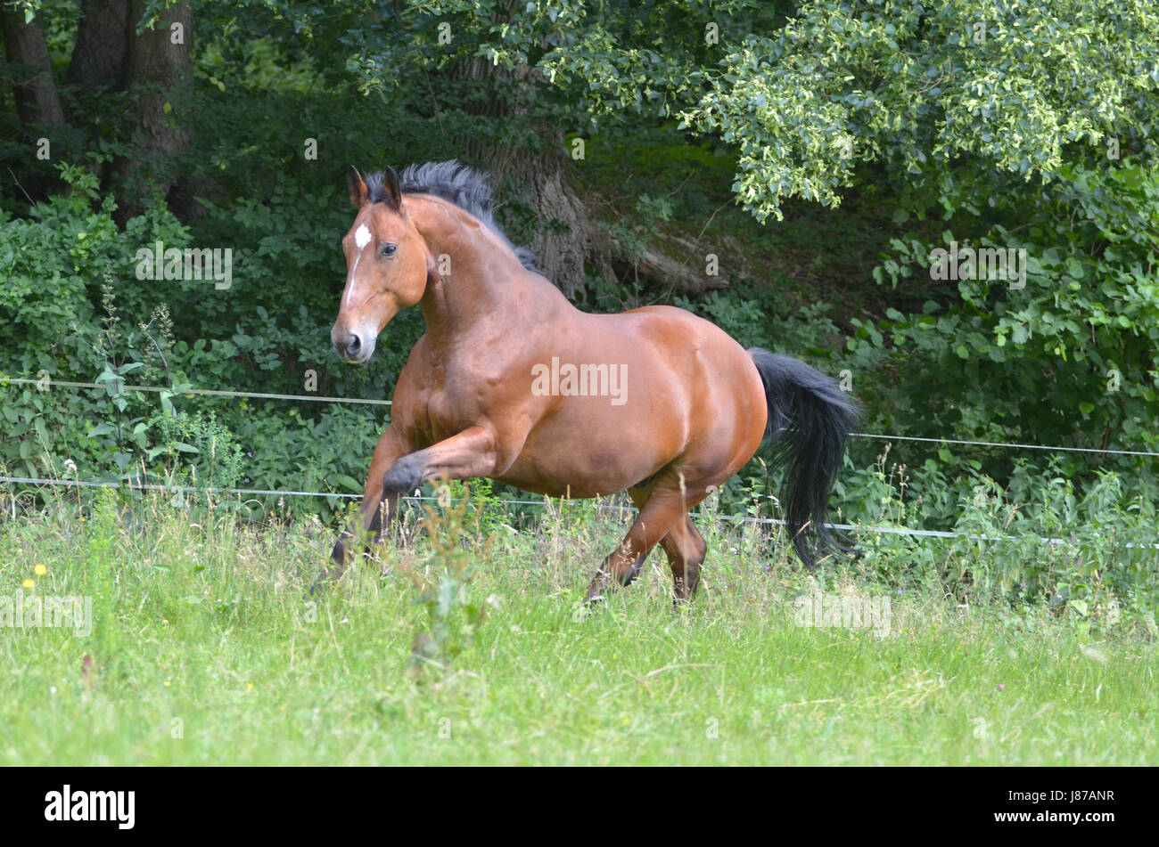 Cavallo, ritratto, galoppo, razza, sport, sport, correre, correre, corre, Brandeburgo, Foto Stock
