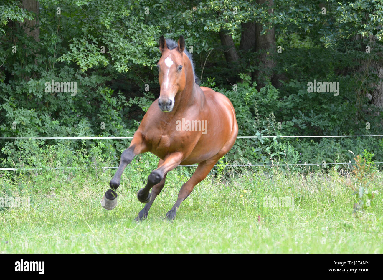 Cavallo, ritratto, galoppo, razza, sport, sport, correre, correre, corre, Brandeburgo, Foto Stock