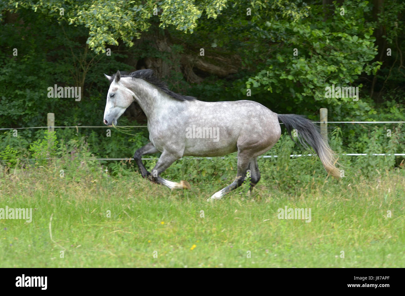 Cavallo, ritratto, colline punteggiano il grigio, testa, motion, rinvio, spostamento, movimento, Foto Stock