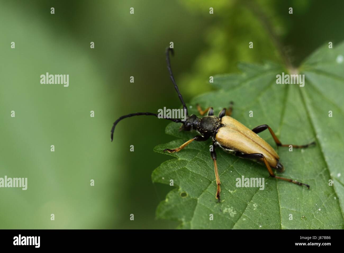 Insetto, beetle, macro close-up, macro di ammissione, vista ravvicinata, animale, Foto Stock