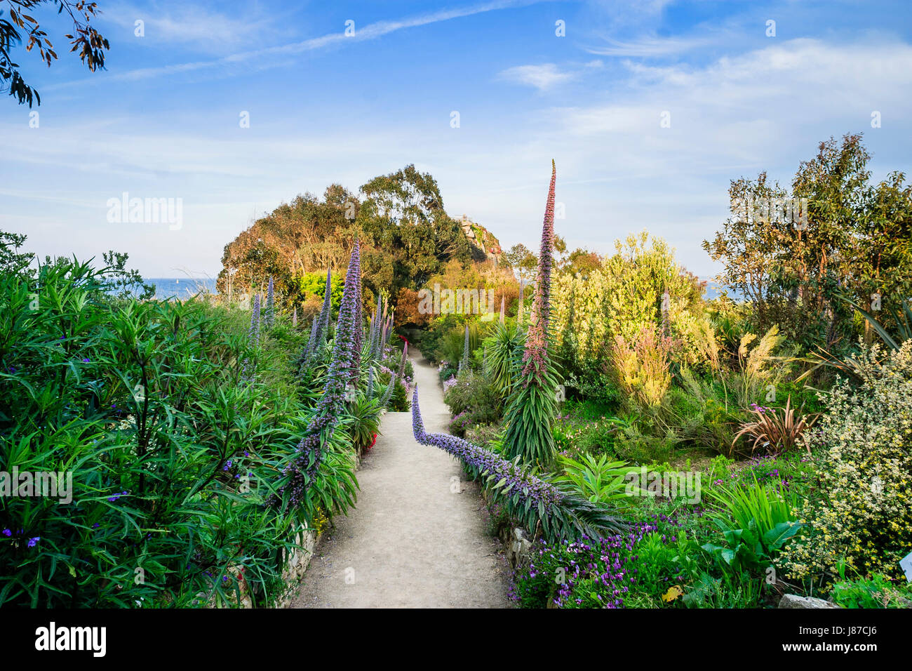 Francia, Finisterre, Roscoff giardino esotico, fiori giganti del Viper-bugloss X (pininana Echium wildpretii X), eucalipto e vicolo Foto Stock