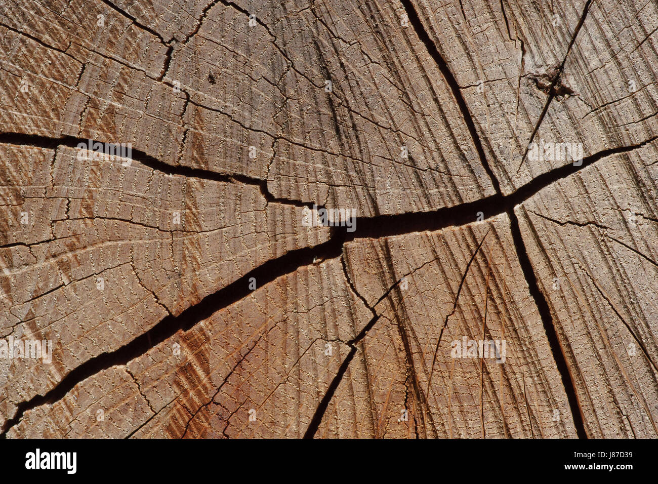 Albero, tronco, oscuri, splinter, crack, fessura, albero, legno, tronco secco, essiccato Foto Stock