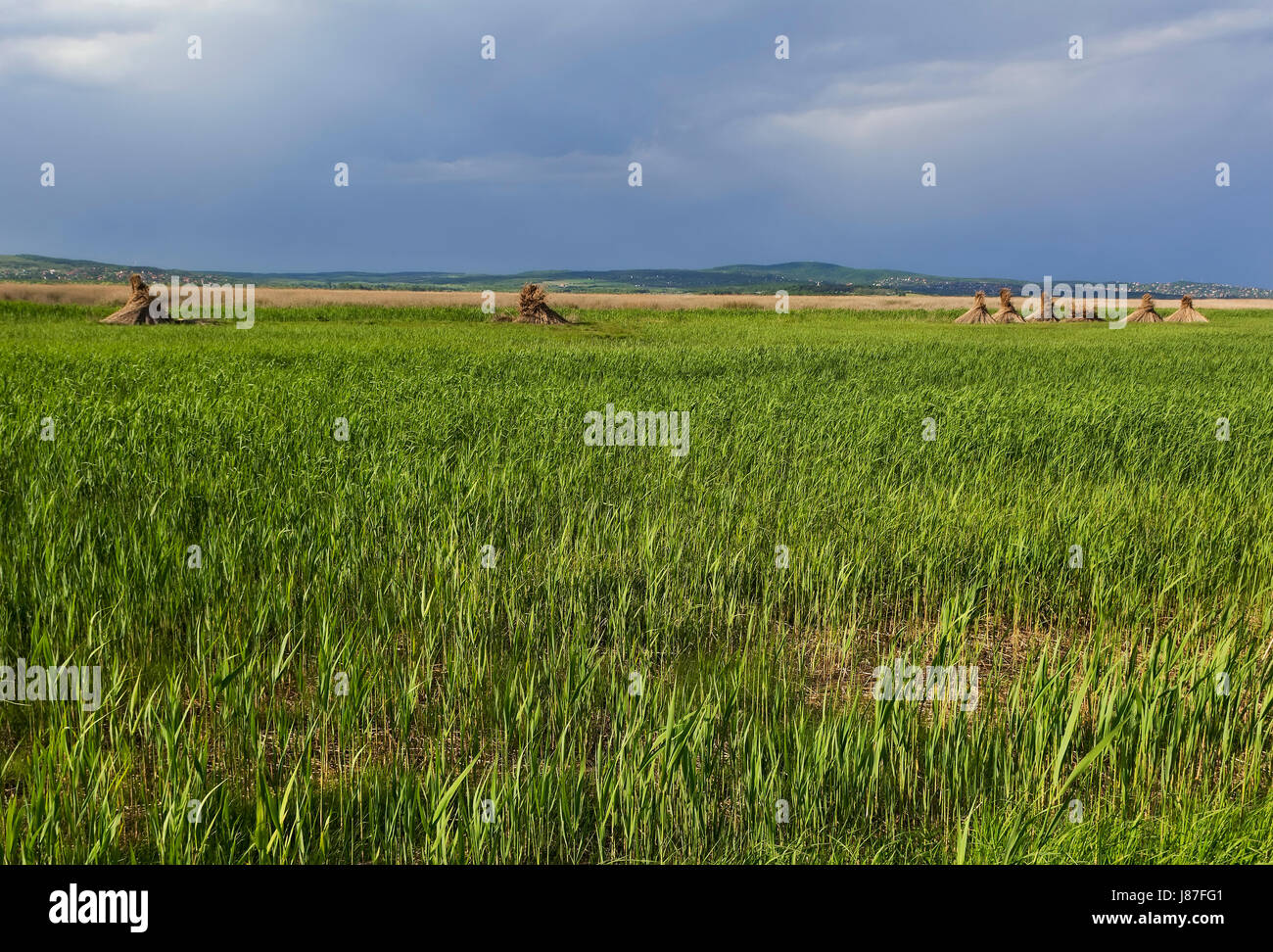 Campo di Reed Foto Stock