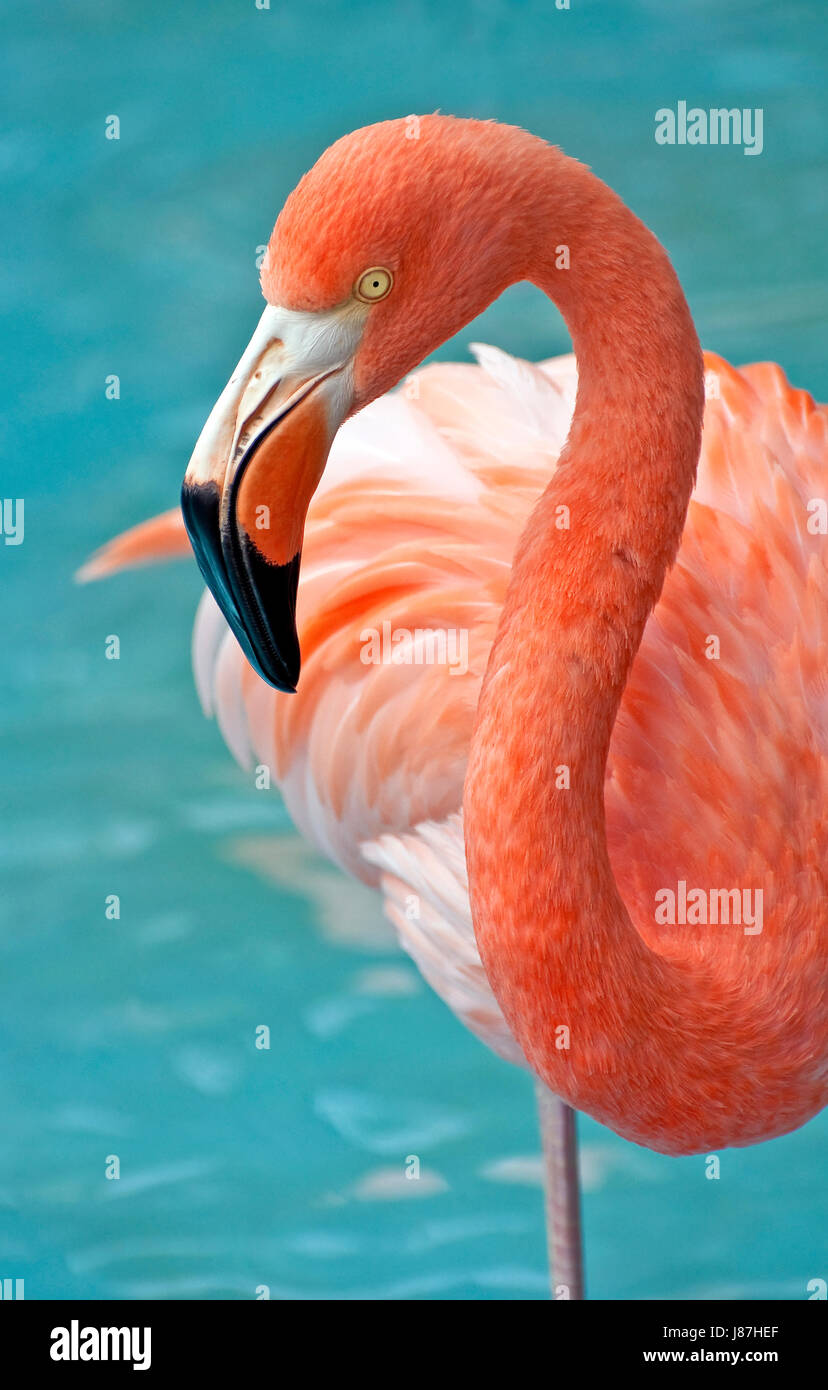 Animali, uccelli, selvaggia, la fauna tropicali dei Caraibi, rosa fenicottero, chiudi Foto Stock