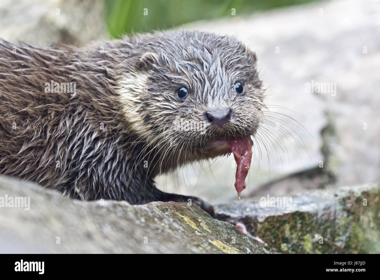 Curiosità, animali, Otter, acqua fresca, lago, acque interne, acqua, goccia d'acqua, Foto Stock