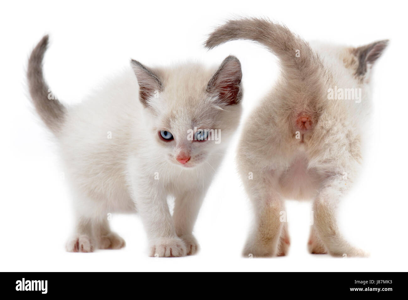 Isolato, animale, pet, studio, dietro, allerta, feline, fastidioso, pert, Foto Stock