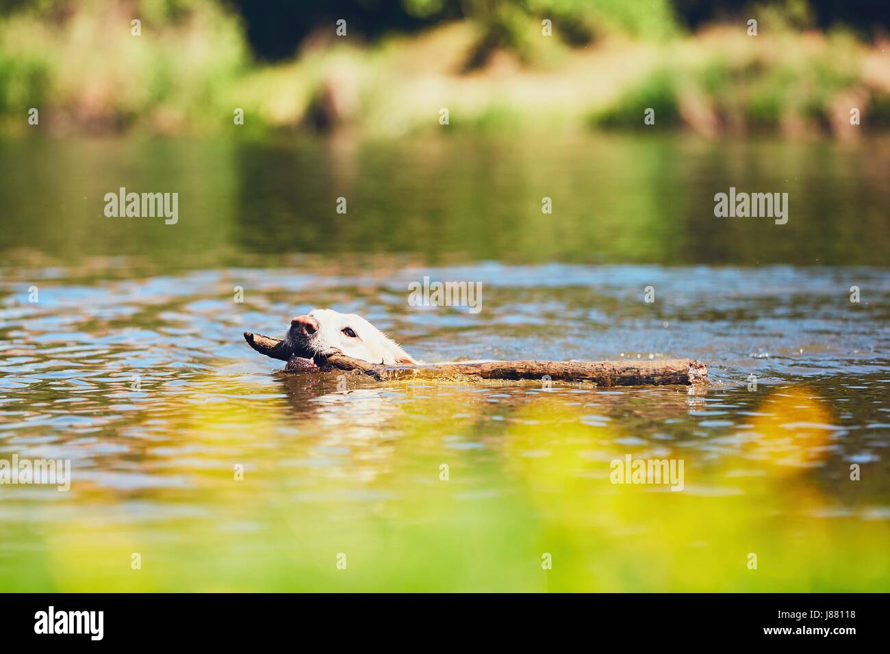 Orario estivo con il cane. Il Labrador retriever con bastone nuotare nel fiume. Foto Stock