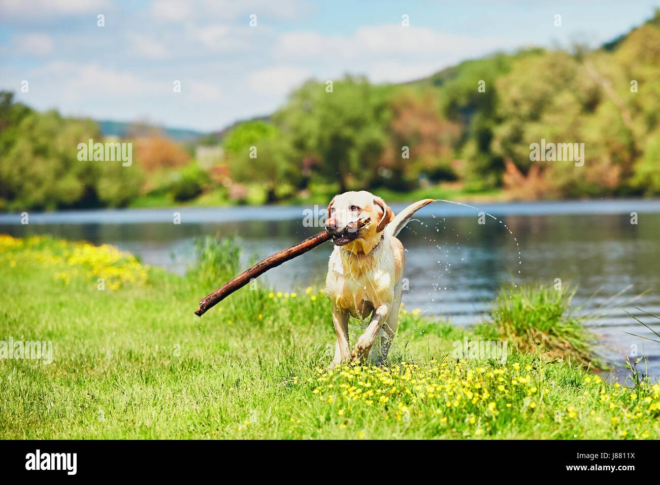 Cane dopo nuotare nel fiume. Felice labrador retriever in esecuzione con bastone sul prato. Foto Stock