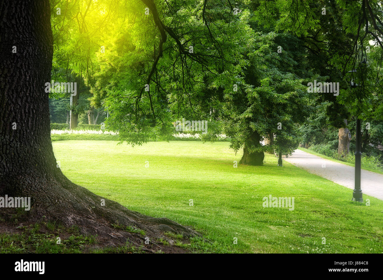 In estate il parco della città Foto Stock