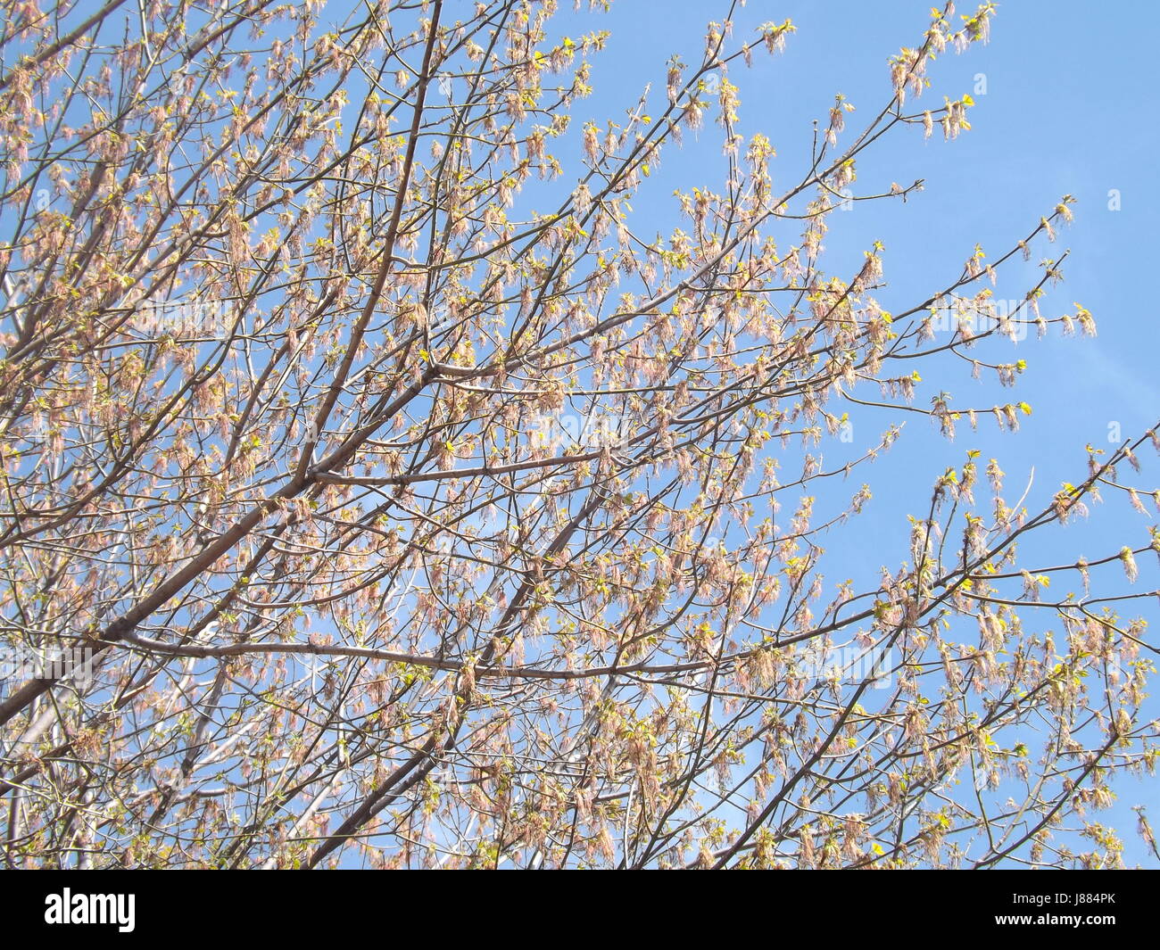 Blue Sky spiata attraverso gli alberi Foto Stock