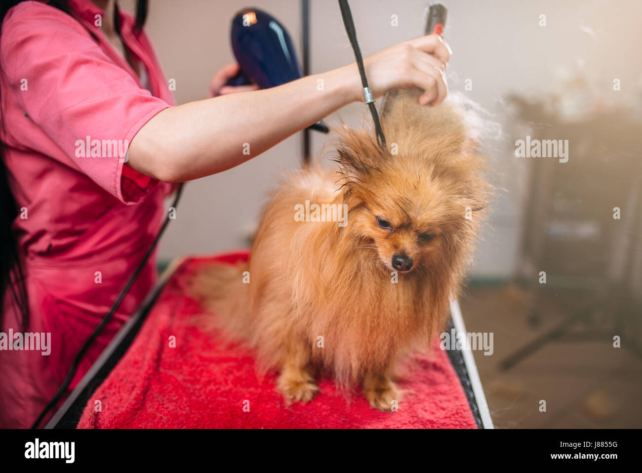 Il Pet groomer con un asciugacapelli, lavaggio del cane in toelettatura.  Professional groom e acconciatura per animali domestici Foto stock - Alamy