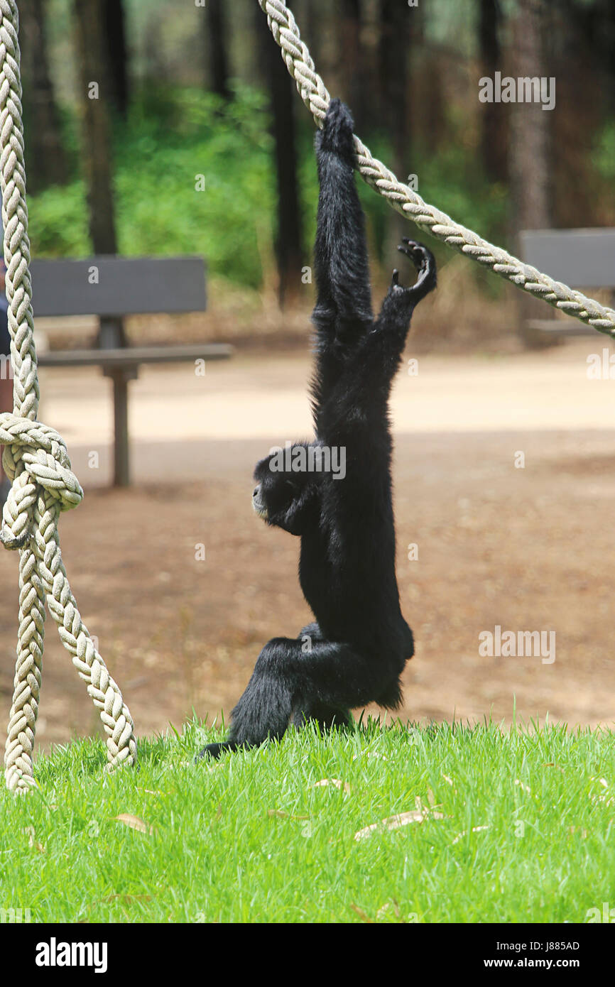 Gibbone dal Taronga Western Plains Zoo a Dubbo, Australia. Foto Stock