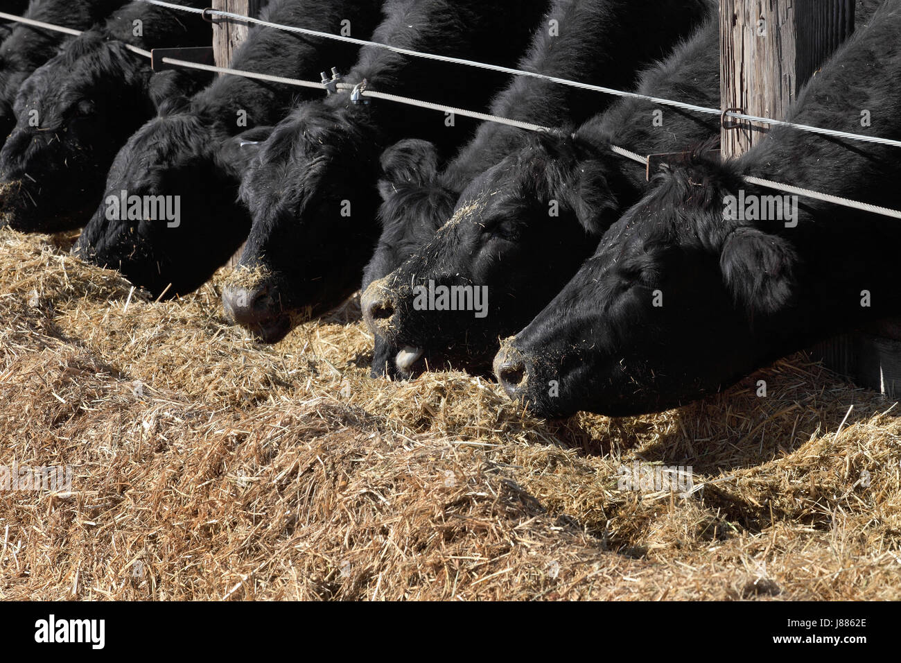 Alimentazione bestiame ad un feedlot . Foto Stock