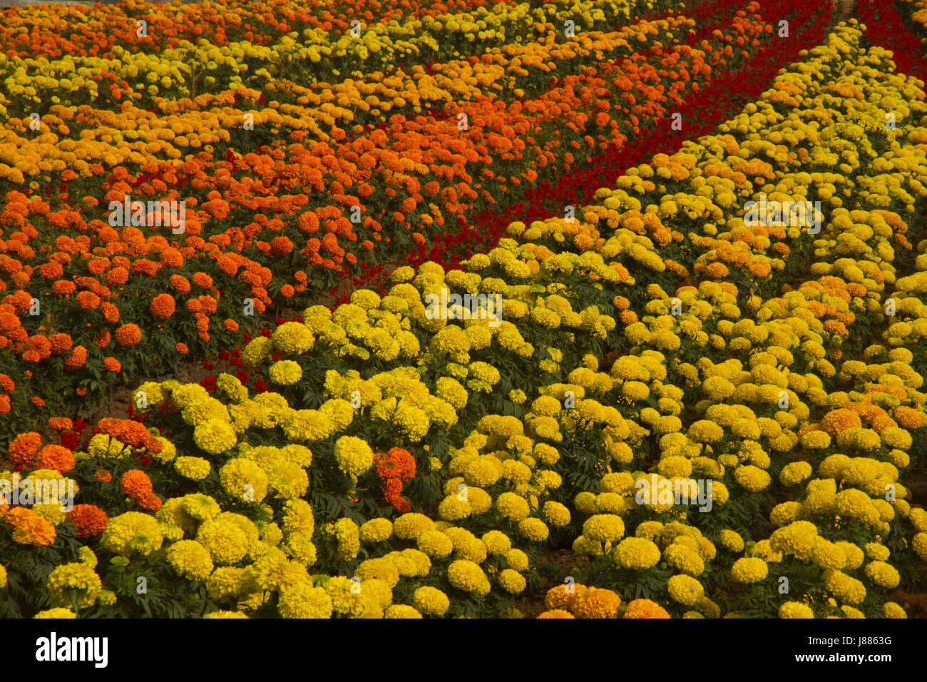 Tagete aiuola al Hatirjheel Progetto di sviluppo nella città di Dhaka prima dell'inaugurazione. Dacca in Bangladesh Foto Stock