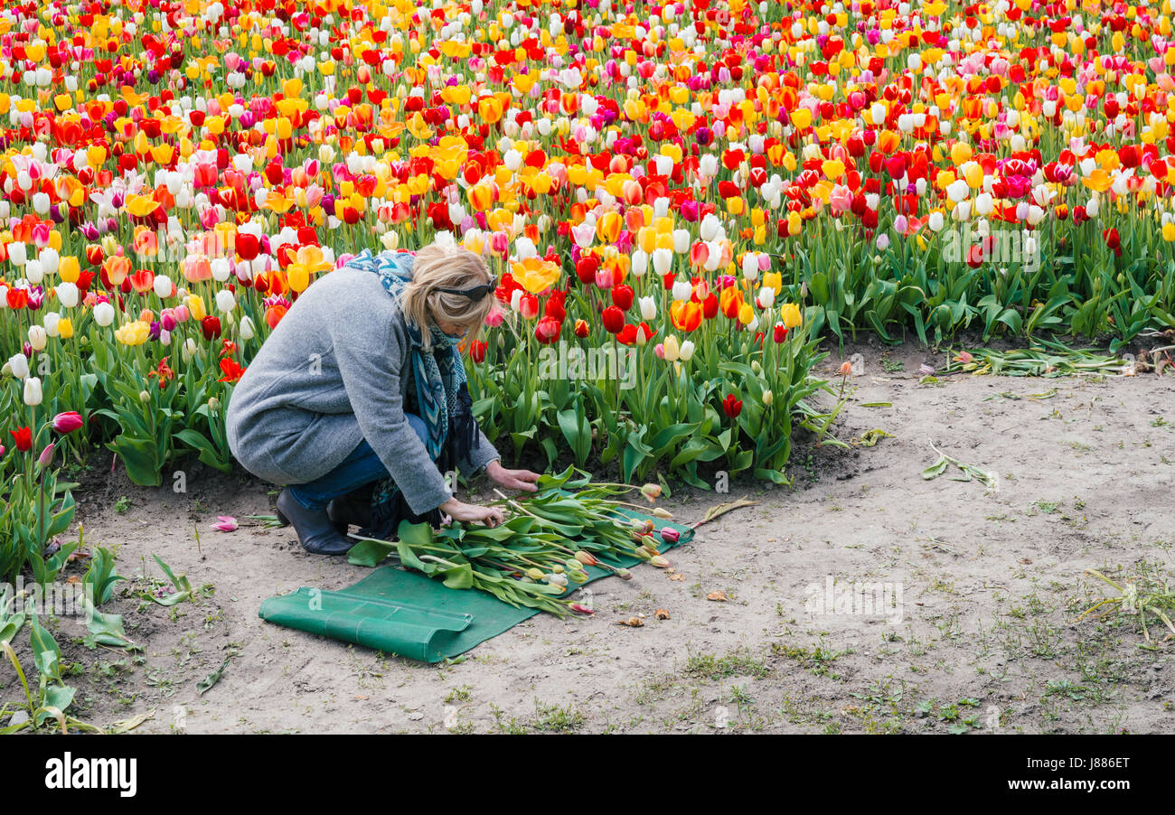 Il fiore della lampadina è la regione dove si dovrebbe andare se si desidera vedere il mondo rinomato olandese di fiori con i vostri propri occhi Foto Stock