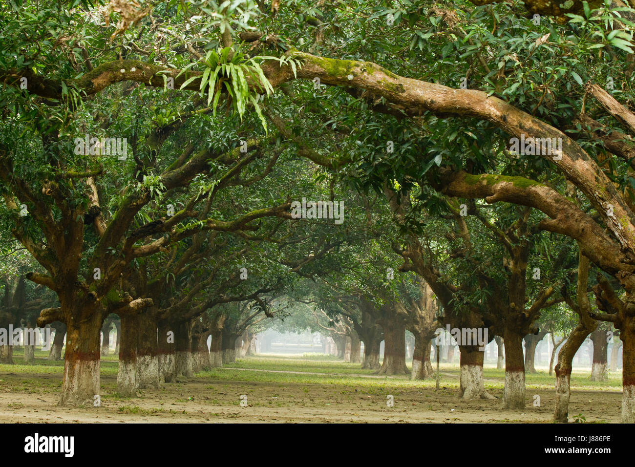 Il mango grove presso il villaggio di Baidyanathtala in Meherpur, dove la proclamazione di indipendenza è stata annunciata il 10 aprile 1971. Baidyanath Foto Stock