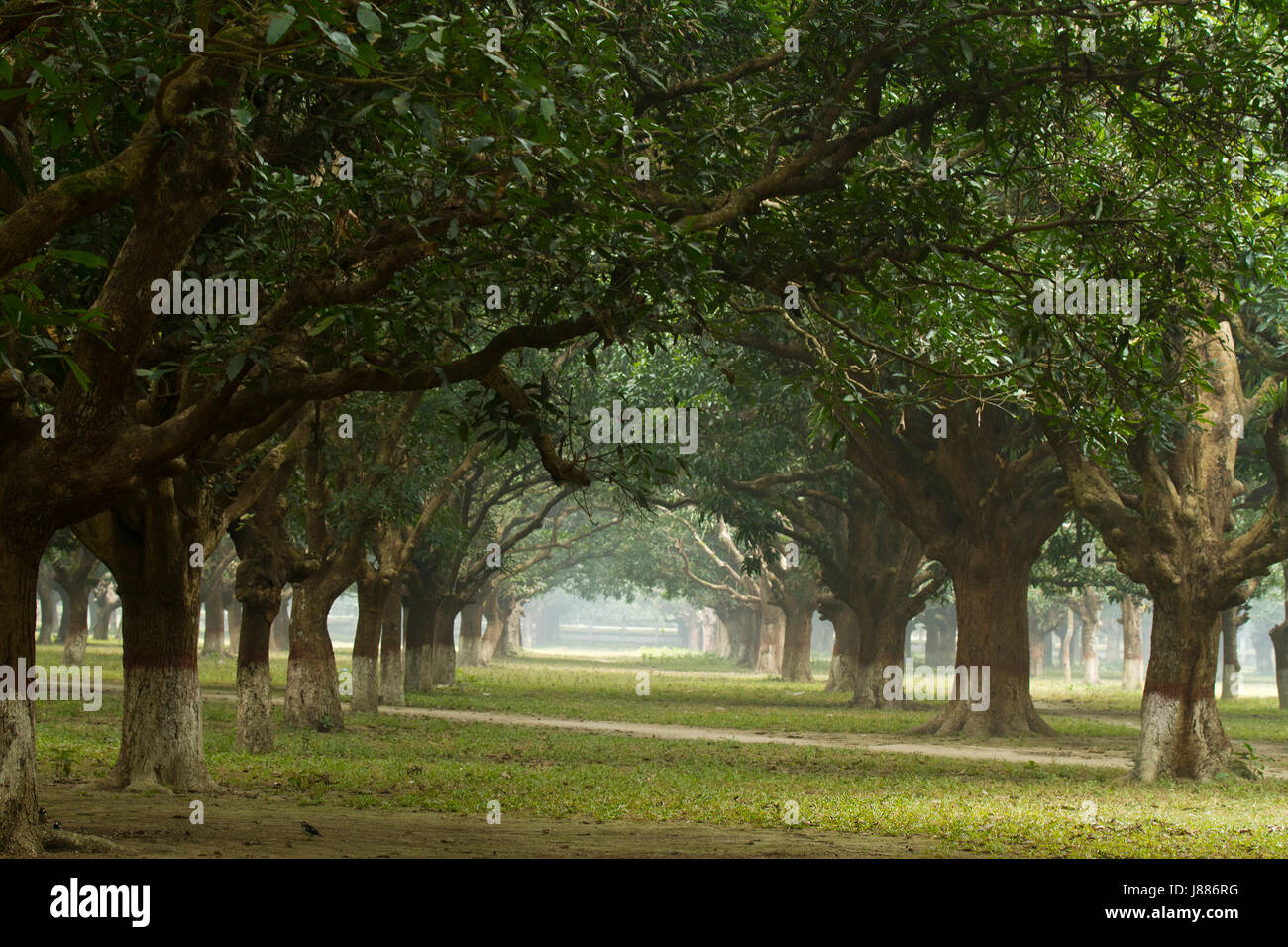Il mango grove presso il villaggio di Baidyanathtala in Meherpur, dove la proclamazione di indipendenza è stata annunciata il 10 aprile 1971. Baidyanath Foto Stock