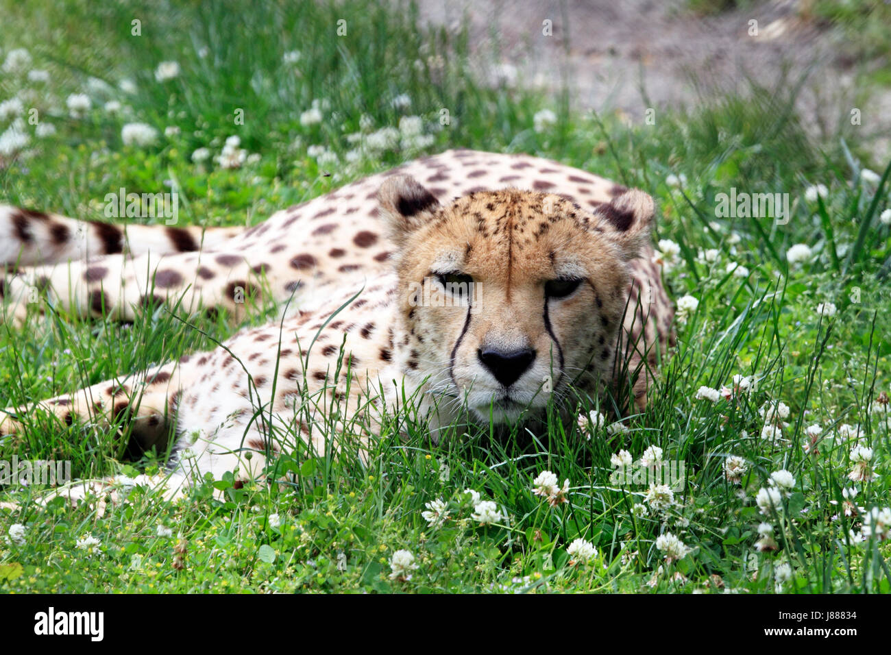 Un ghepardo, Acinonyx jubatus Foto Stock