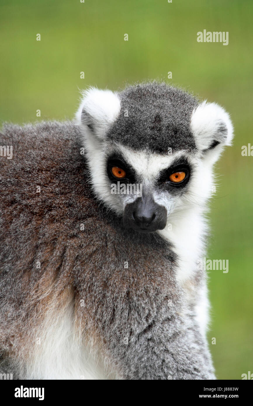Anello-tailed Lemur presso il Cape May County Zoo, Cape May Courthouse, New Jersey, STATI UNITI D'AMERICA Foto Stock