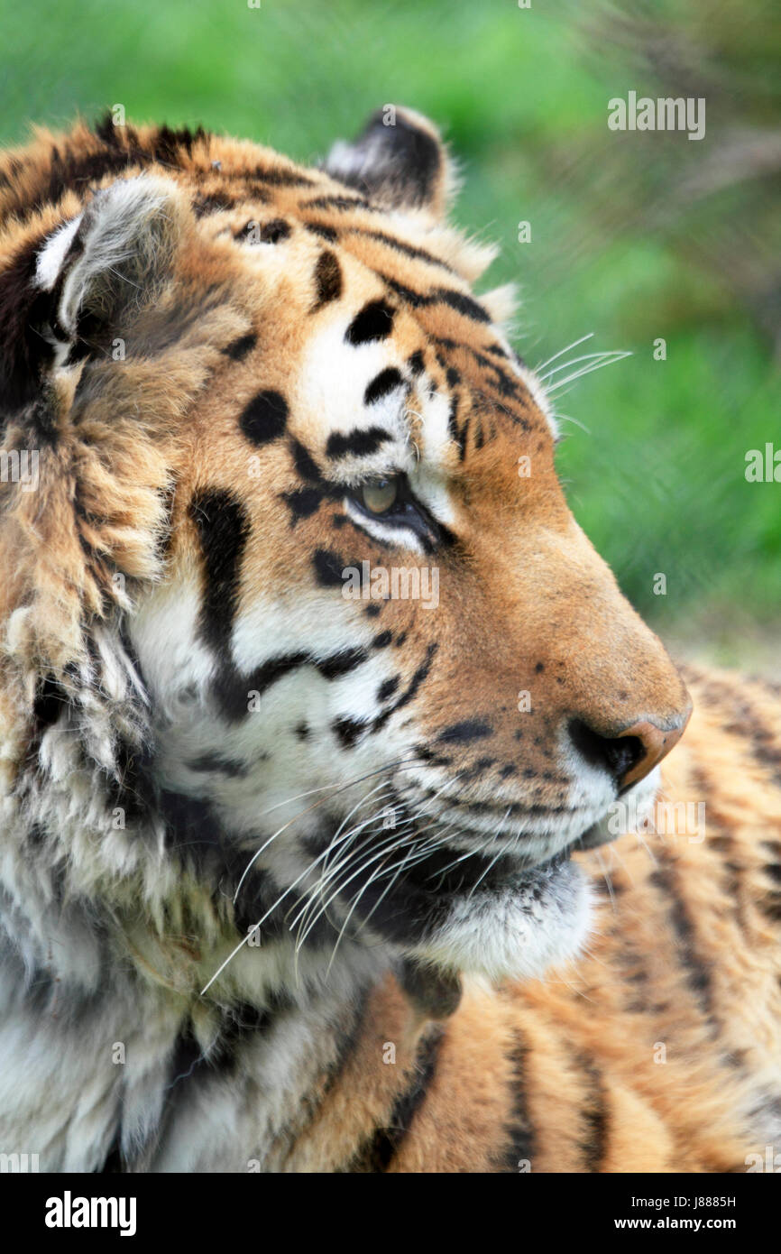 Una tigre siberiana o tigre di Amur, Panthera tigris altaica Foto Stock
