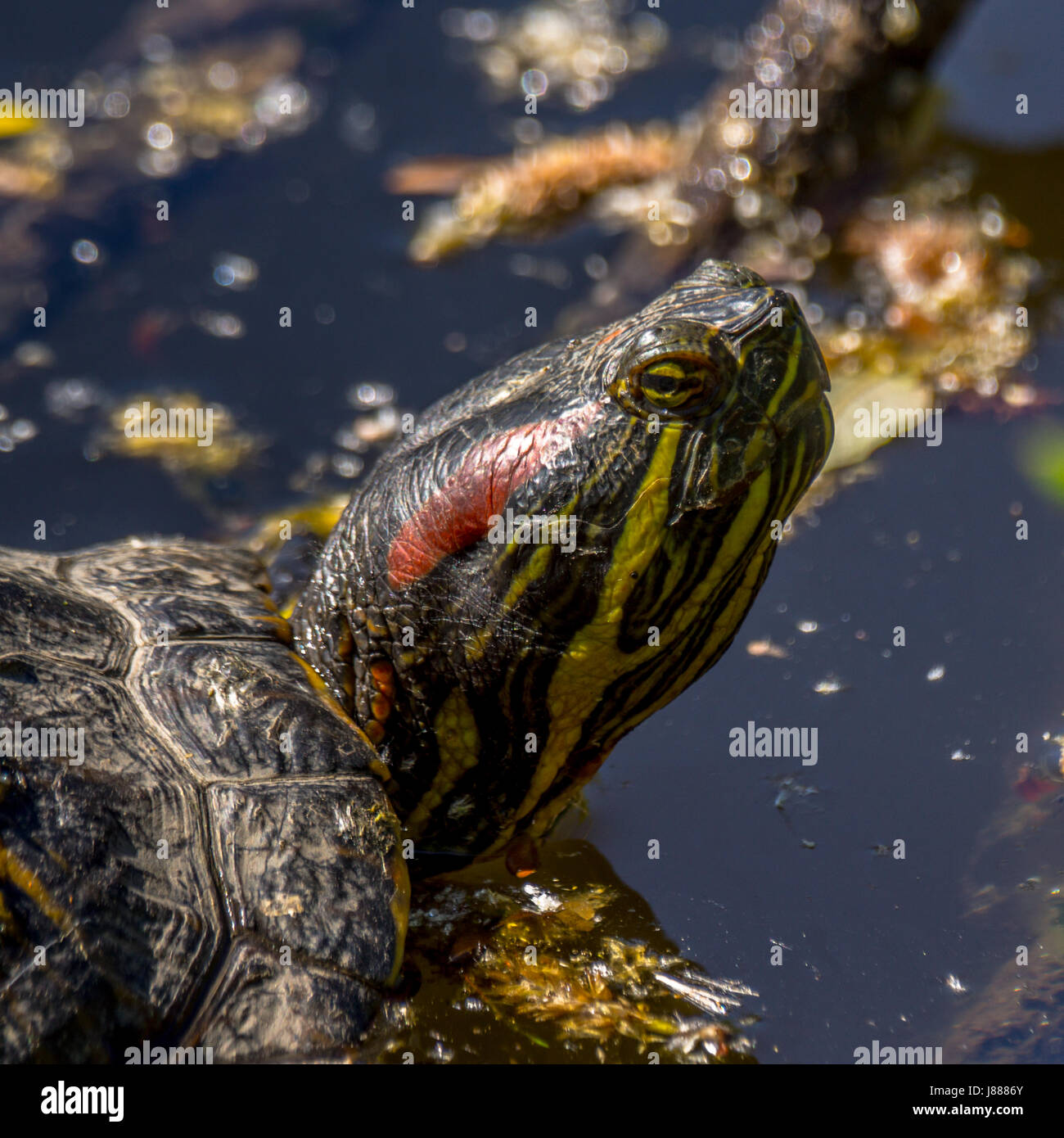 Un rosso invasiva eared slider turtle nascondersi fuori vicino alla Laguna persa nel Parco di Stanley Foto Stock