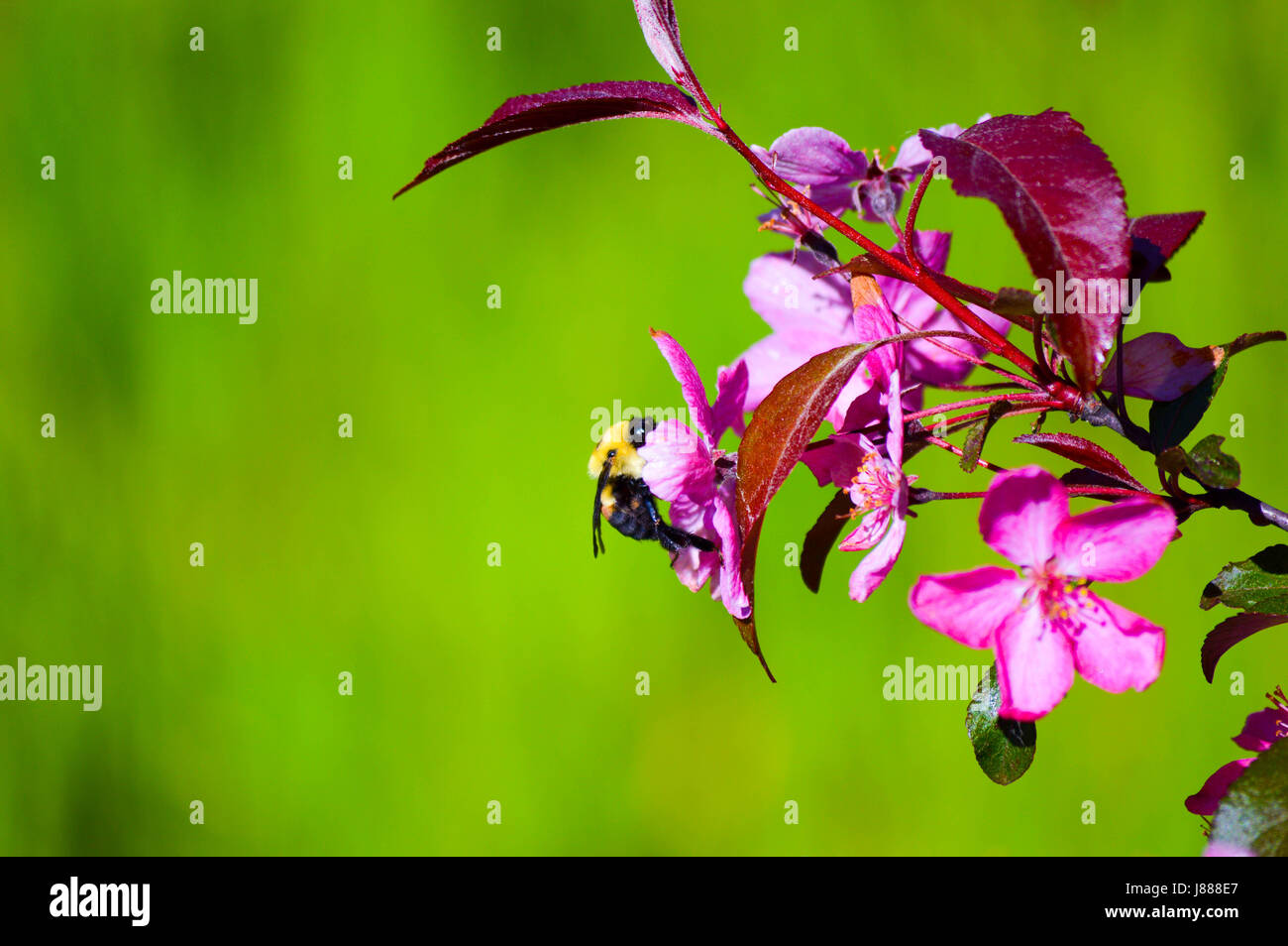 Occupato Bumble Bee di prendere un periodo di riposo per raccogliere il polline in un crab apple blossom ad albero Foto Stock