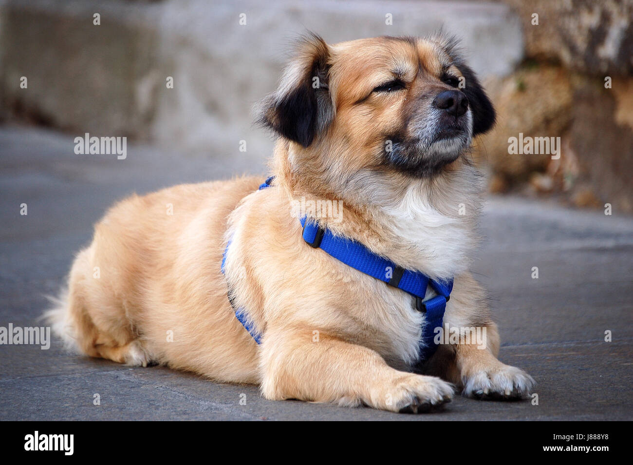 Dove è il mio maestro? Un ben addestrato cane è attesa per il suo master Foto Stock