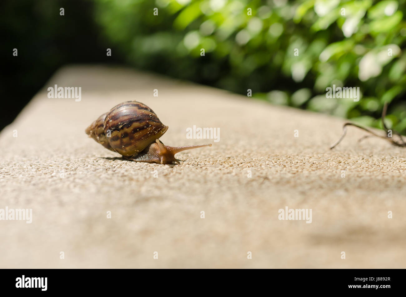 Il viaggio di lumache cercando per la scoperta di nuovi terreni per la sopravvivenza. Foto Stock