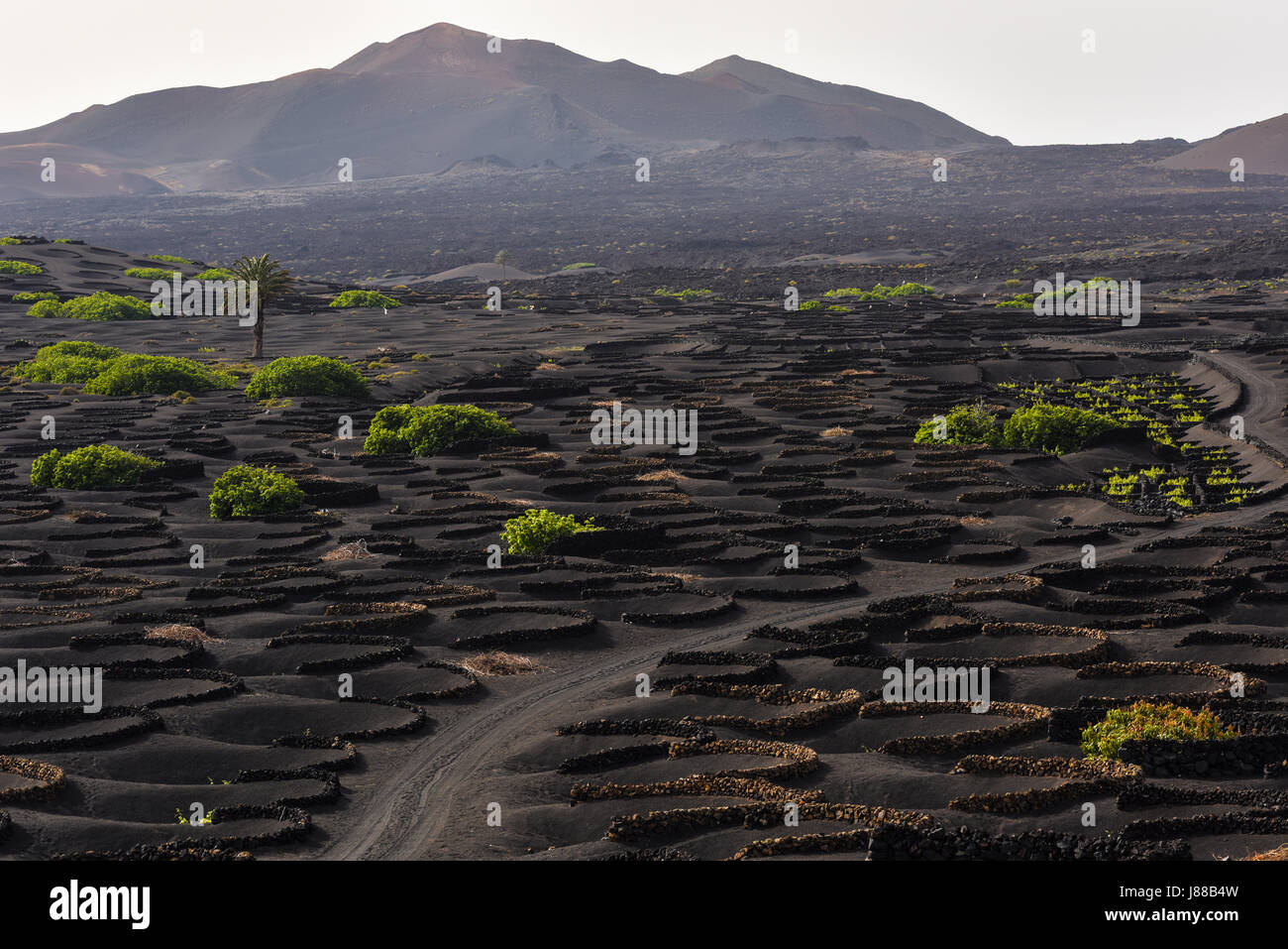 Nero in vigneti La Geria. Vitigno crescente nella lava, Lanzarote, Spagna, Europa Foto Stock