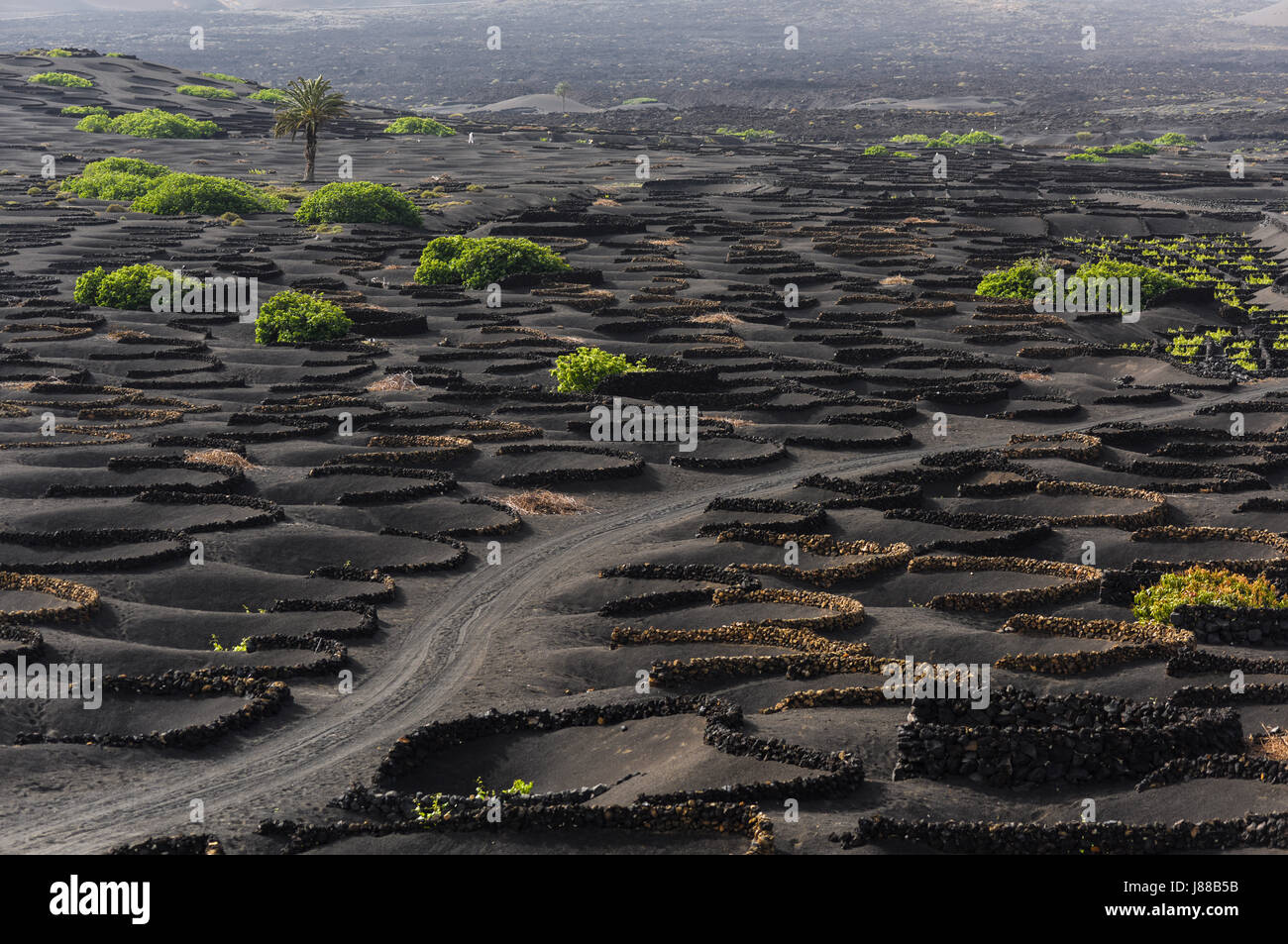 La strada attraverso il nero in vigneti La Geria. Vitigno crescente nella lava, Nero è bello, Lanzarote, Spagna, Europa Foto Stock