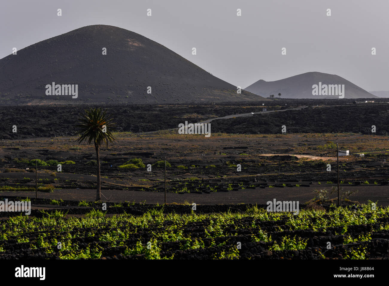 Vigneti di nero con una montagna in background. La Geria, coltivazione di vite nella lava, Lanzarote, Spagna Foto Stock