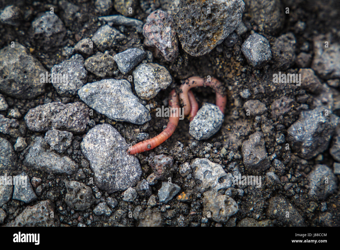 Lombrico comune lombrico terrestris segmentata di worm su terreno roccioso di massa. Foto Stock
