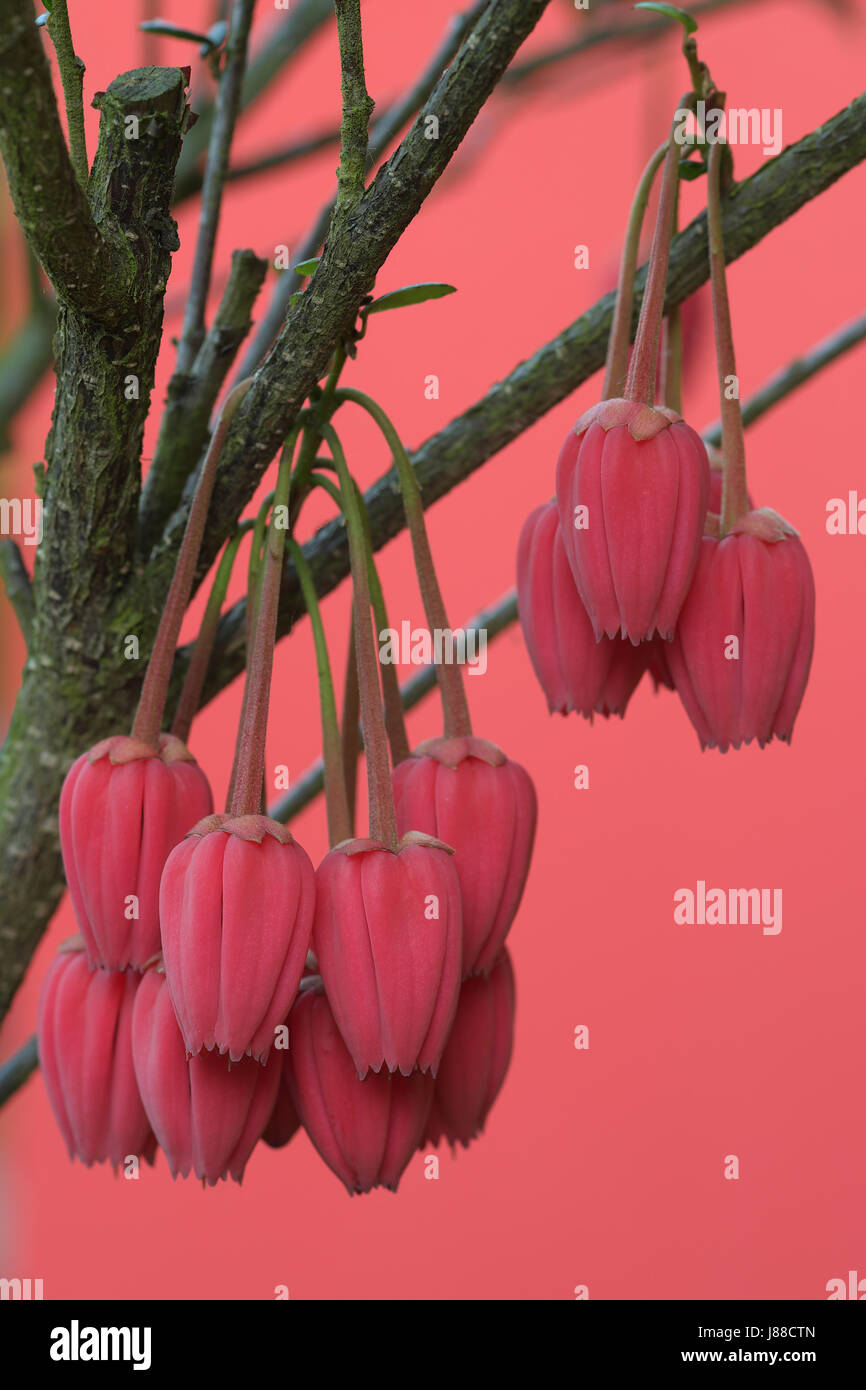 Un close-up di due cluster di Lanterna fiori albero contro un sfondo rosa Foto Stock