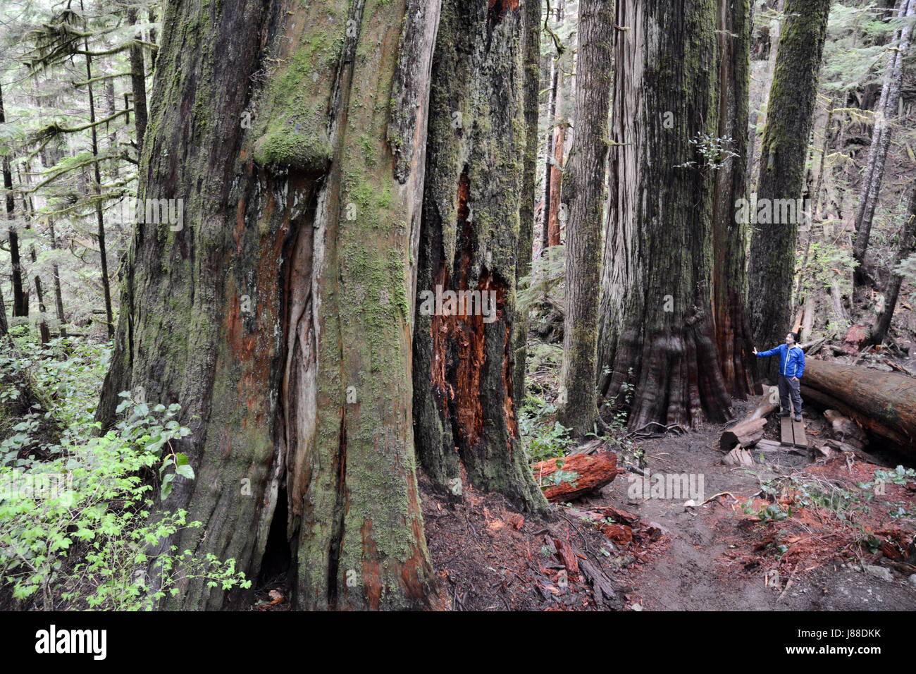 Un ambientalista sta accanto a un antico crescita vecchio cedro rosso dell'Ovest in una foresta pluviale su isola di Vancouver, British Columbia, Canada. Foto Stock