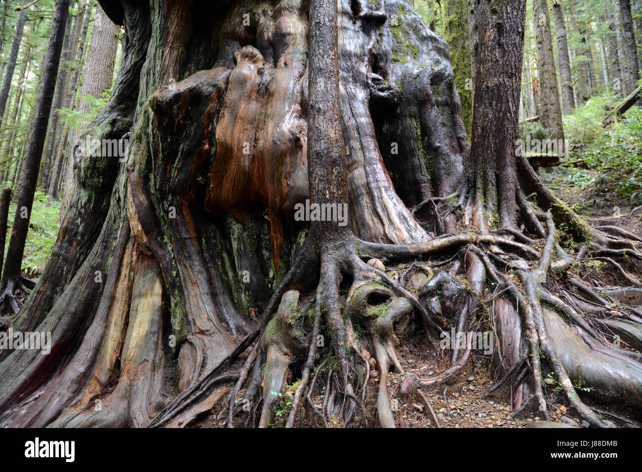 Un antico e gnaroso cedro rosso occidentale in Avatar Grove, una foresta pluviale sull'Isola di Vancouver, British Columbia, Canada. Foto Stock