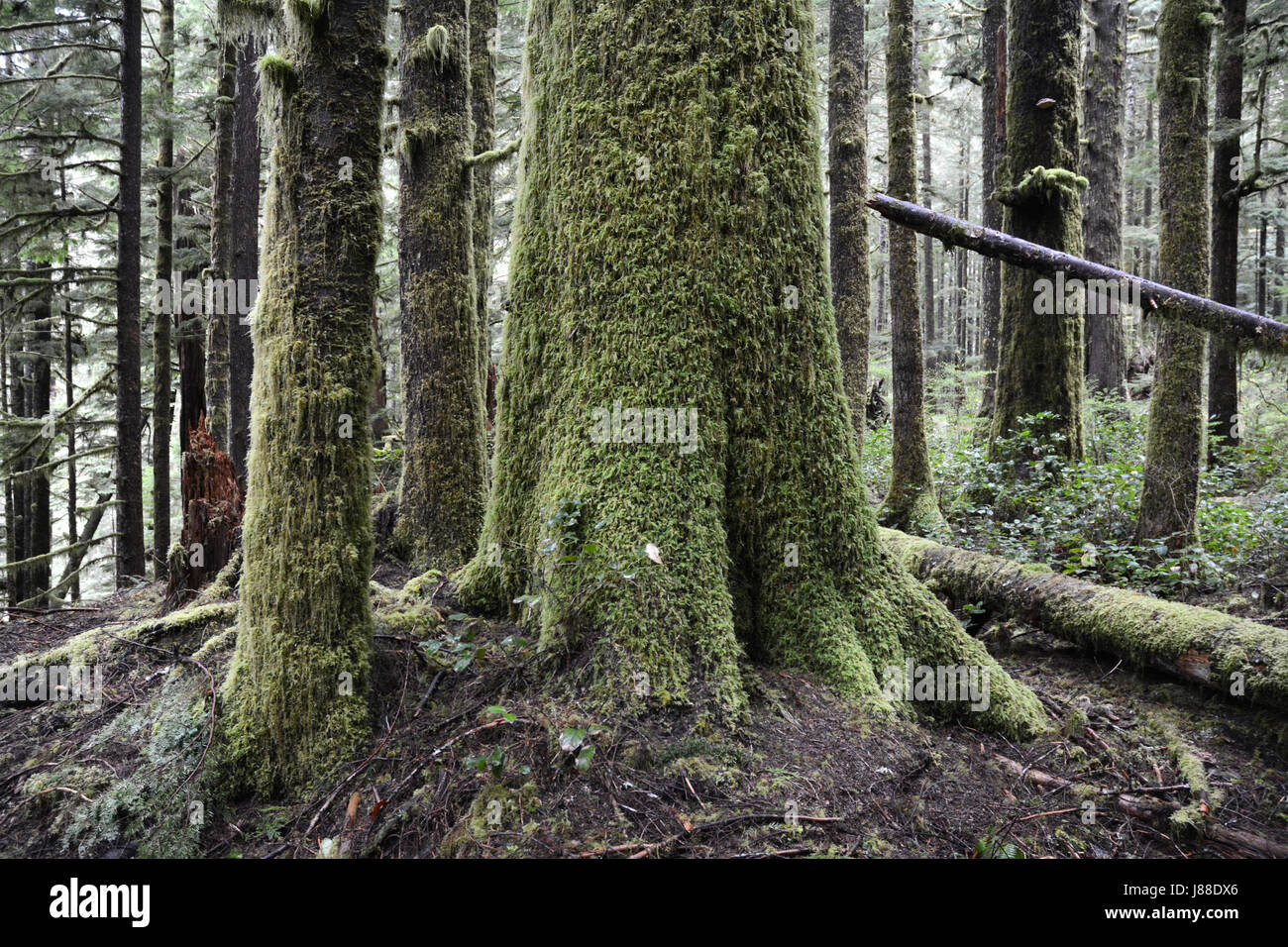 Di muschio crescita vecchio cedro rosso dell'ovest di alberi in un'antica foresta pluviale su isola di Vancouver, British Columbia, Canada Foto Stock