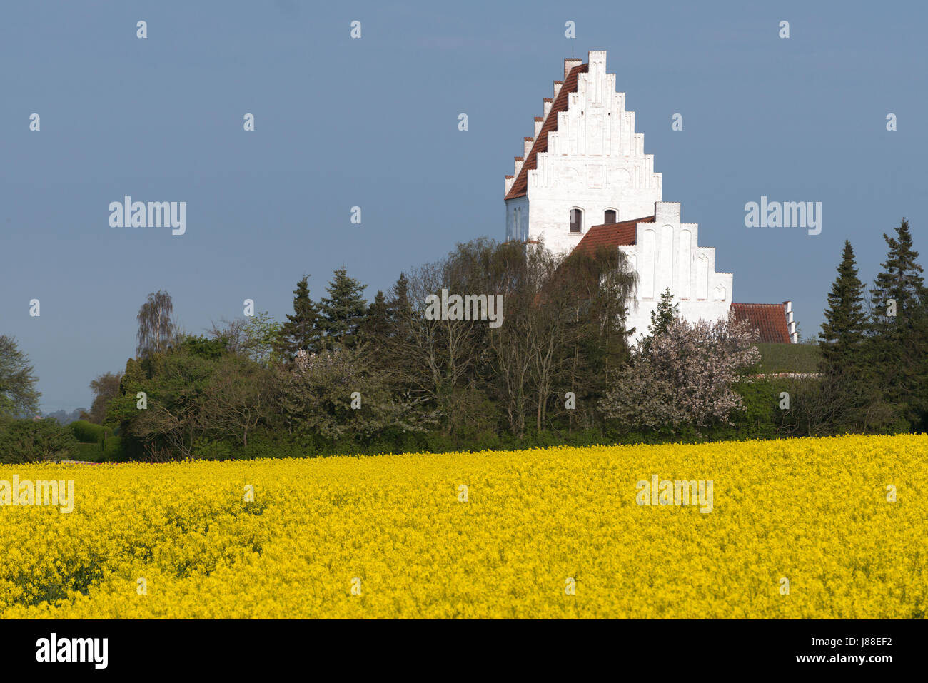 La Canola Field e Chiesa di Elmelunde in primavera tempo Mon Danimarca Scandinavia Europa Foto Stock