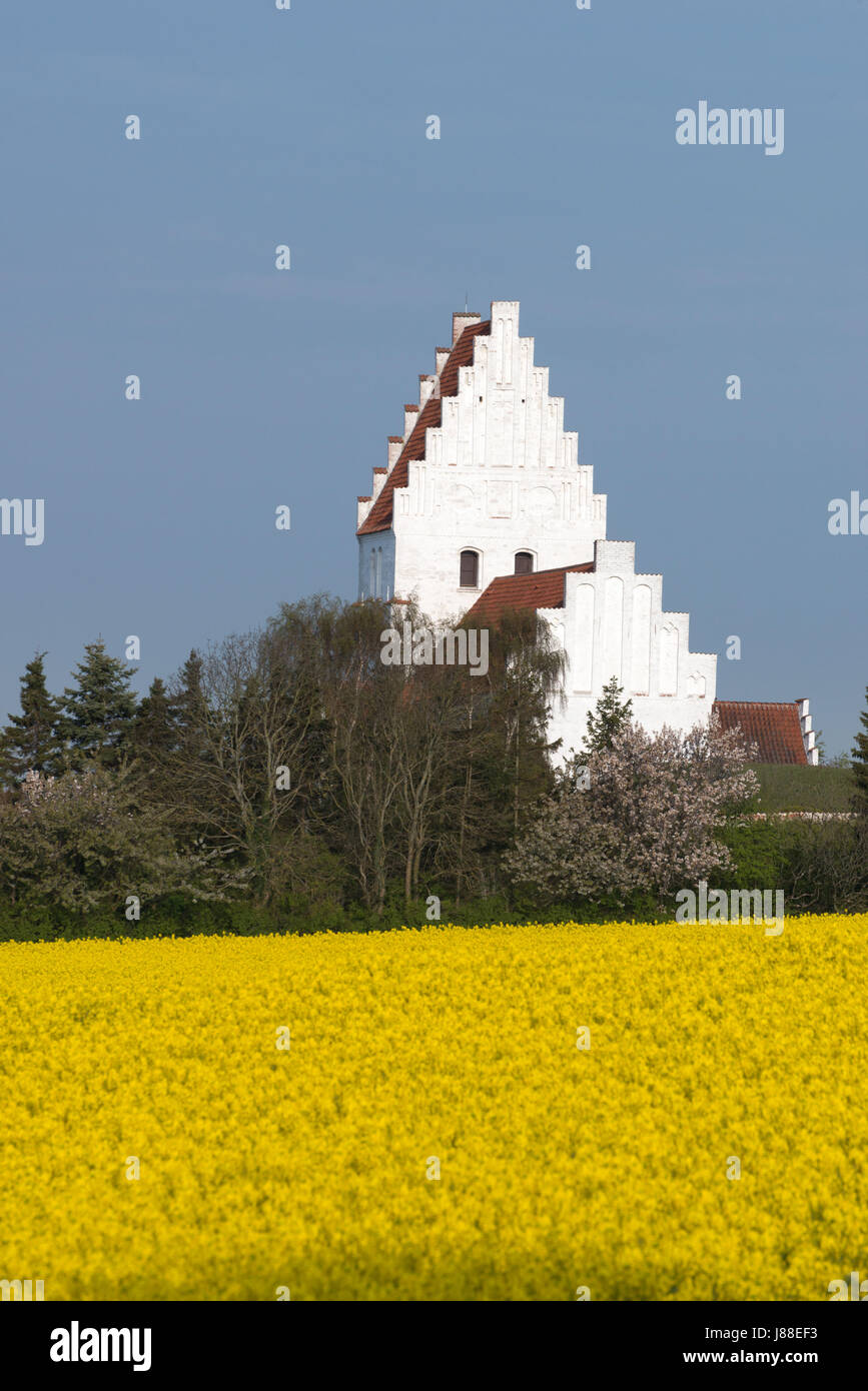 La Canola Field e Chiesa di Elmelunde in primavera tempo Mon Danimarca Scandinavia Europa Foto Stock